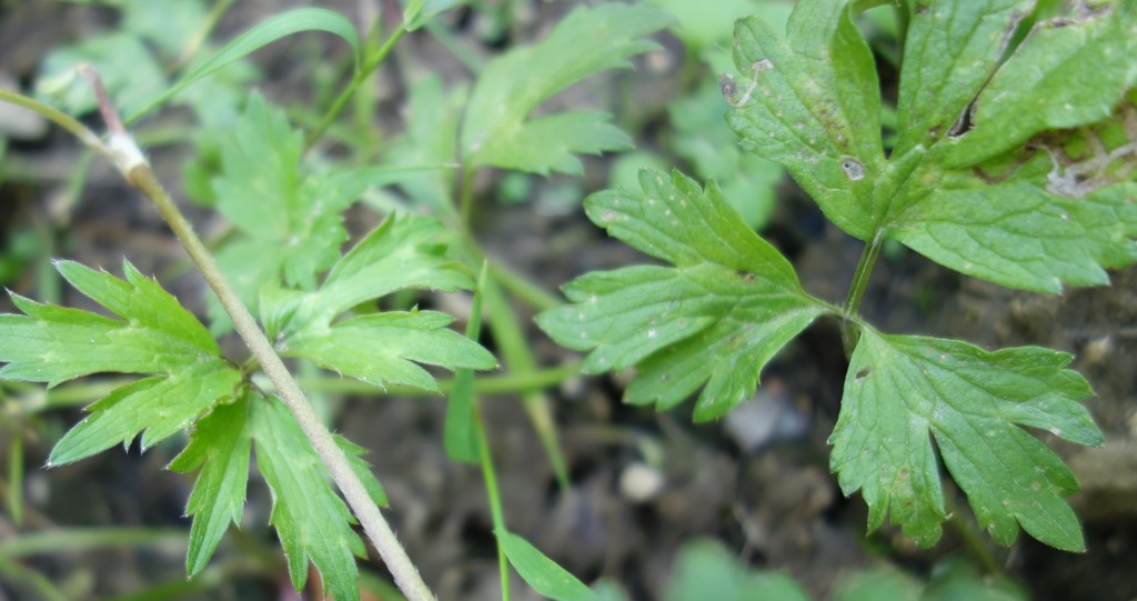 Ma Botanique Renoncule rampante