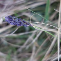 sesleria caerulea  