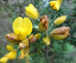 ulex europaeus DSC01222