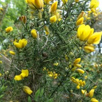 Ajonc d’Europe, Luzerne des pays pauvres