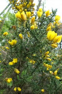 ulex europaeus 