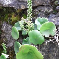 Nombril de Vénus, Ombilic de Vénus; Nombril des rochers