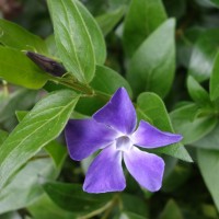 Grande pervenche, Pervenche majeure