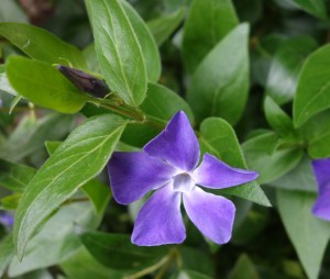 vinca major 