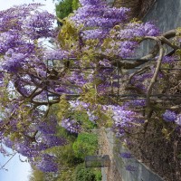 Glycine de Chine
