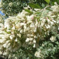 Séneçon en arbre, Baccharis à feuilles d’Halimoine, Bacchante de Virginie, Faux-cotonnier