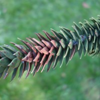 Araucaria du Chili, Désespoir des singes, Pin du Chili