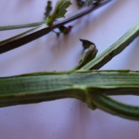 Scrophulaire à oreillettes