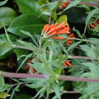 Bouverdie à trois feuilles