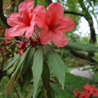 Rhododendron griersonianum