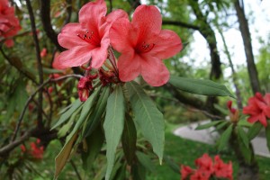 rhododendron griersonianum