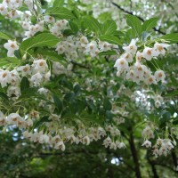 Styrax du Japon, Arbre aux clochettes