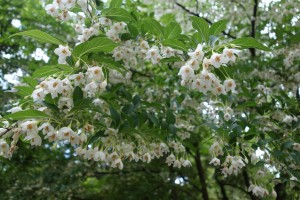 styrax japonica