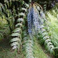 Mahonia à feuilles de fougère
