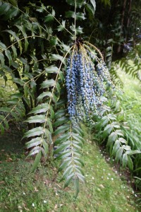 mahonia lomariifolia