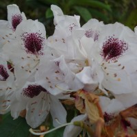 Rhododendron ‘Sappho’