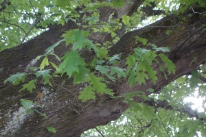 quercus coccinea
