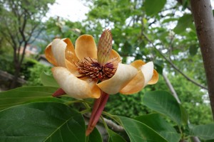 magnolia watsonii