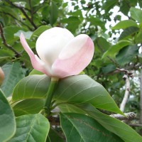 Magnolia de Watson