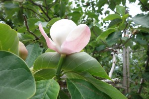 magnolia watsonii