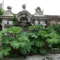 Gunnère du Brésil, Rhubarbe géante