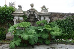 gunnera manicata