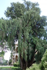 cupressus cashmeriana