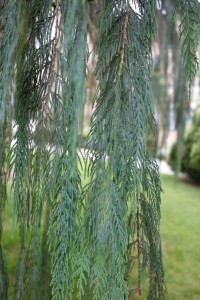 cupressus cashmeriana