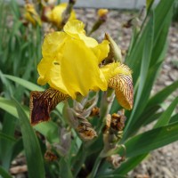 Iris varié