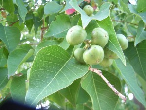 Triadica sebifera R0012752