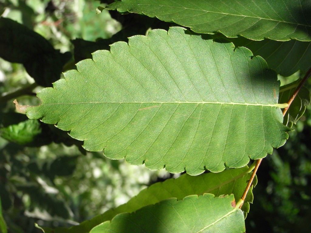Ma Botanique Zelkova du Japon, Keyaki, Orme du Japon