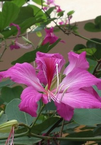 bauhinia variegata