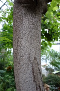 bauhinia variegata 