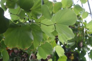 bauhinia variegata 