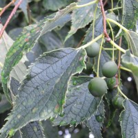 Micocoulier d’Europe, Mélicoquier, Falabbrequier, Micocoulier faux-alisier