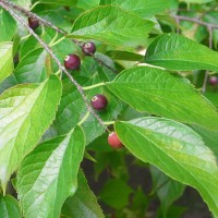 Micocoulier de Chine