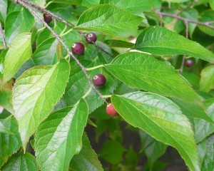 celtis sinensis