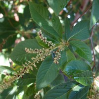 Clethra à nervures barbues