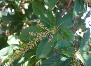 clethra barbinervis  