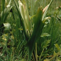 Colchique d’automne, Safran bâtard, Veilleuse,Tue-loup,Dame sans chemise