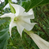 Stramoine pomme épineuse, Herbe du diable, Herbe des sorcières, Herbe à la taupe