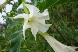 datura 