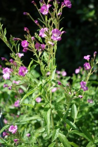 epilobium DSC02378