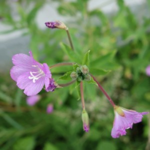 epilobium hirsutum DSC02327 - Copie