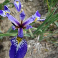 Iris du Missouri