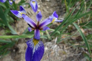 iris missouriensis  