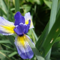 Iris spuria