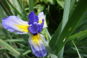 iris musulmanica DSC05377