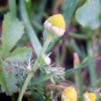 Matricaire fausse camomille, Matricaire discoïde