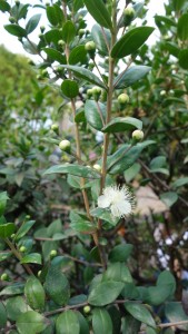 myrtus-dsc03897